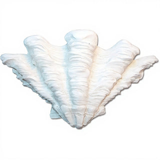 Shell Sconce Wall Sconce — Flat White finish